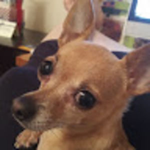 Meet your Posher, Joyce